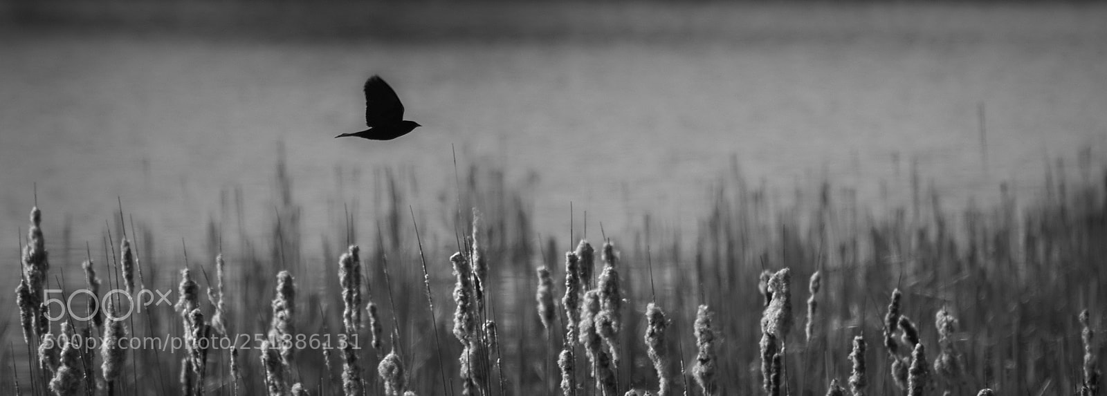 Nikon D810 sample photo. Blackbird in flight photography