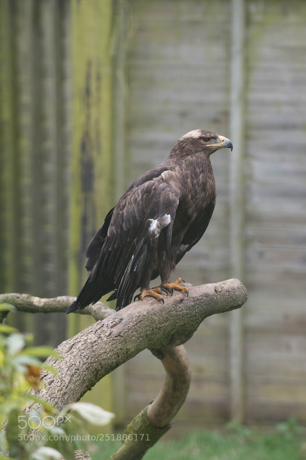 Nikon D850 sample photo. Steppe eagle photography