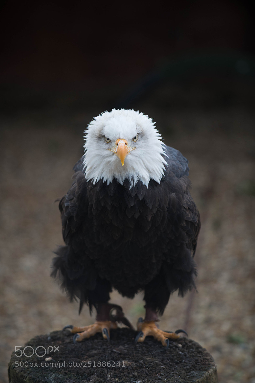 Nikon D850 sample photo. Bald eagle photography