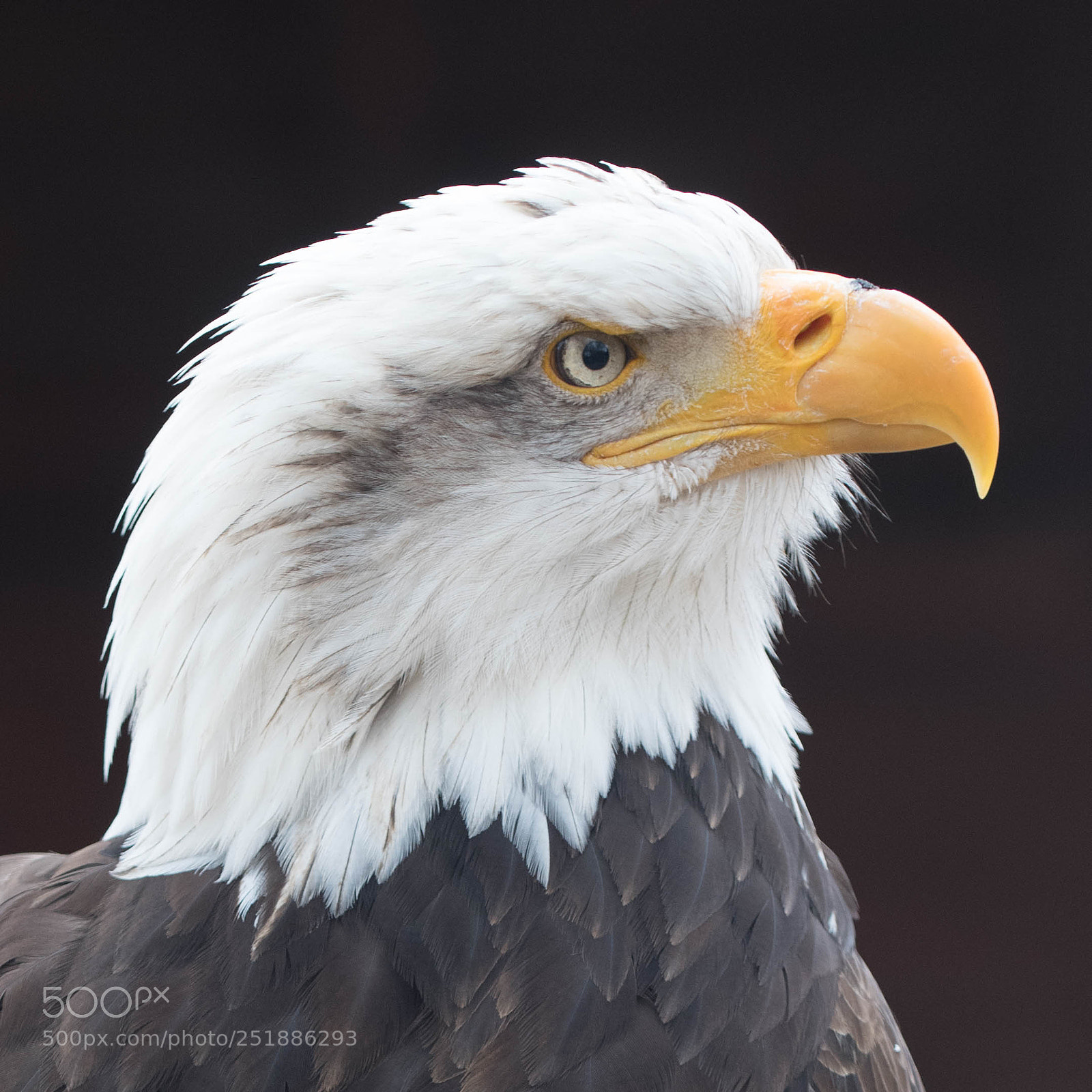 Nikon D850 sample photo. Bald eagle portrait photography
