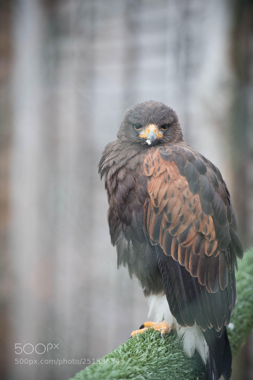 Nikon D850 sample photo. Harris hawk photography