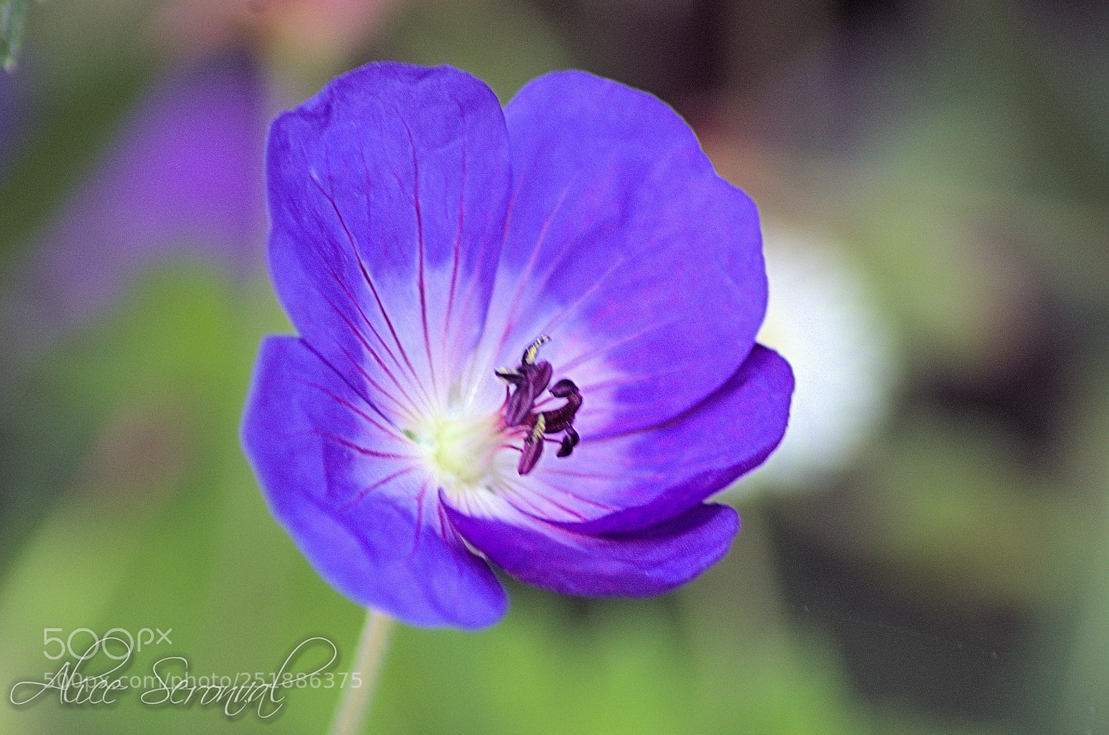 Nikon D7000 sample photo. Spring photography