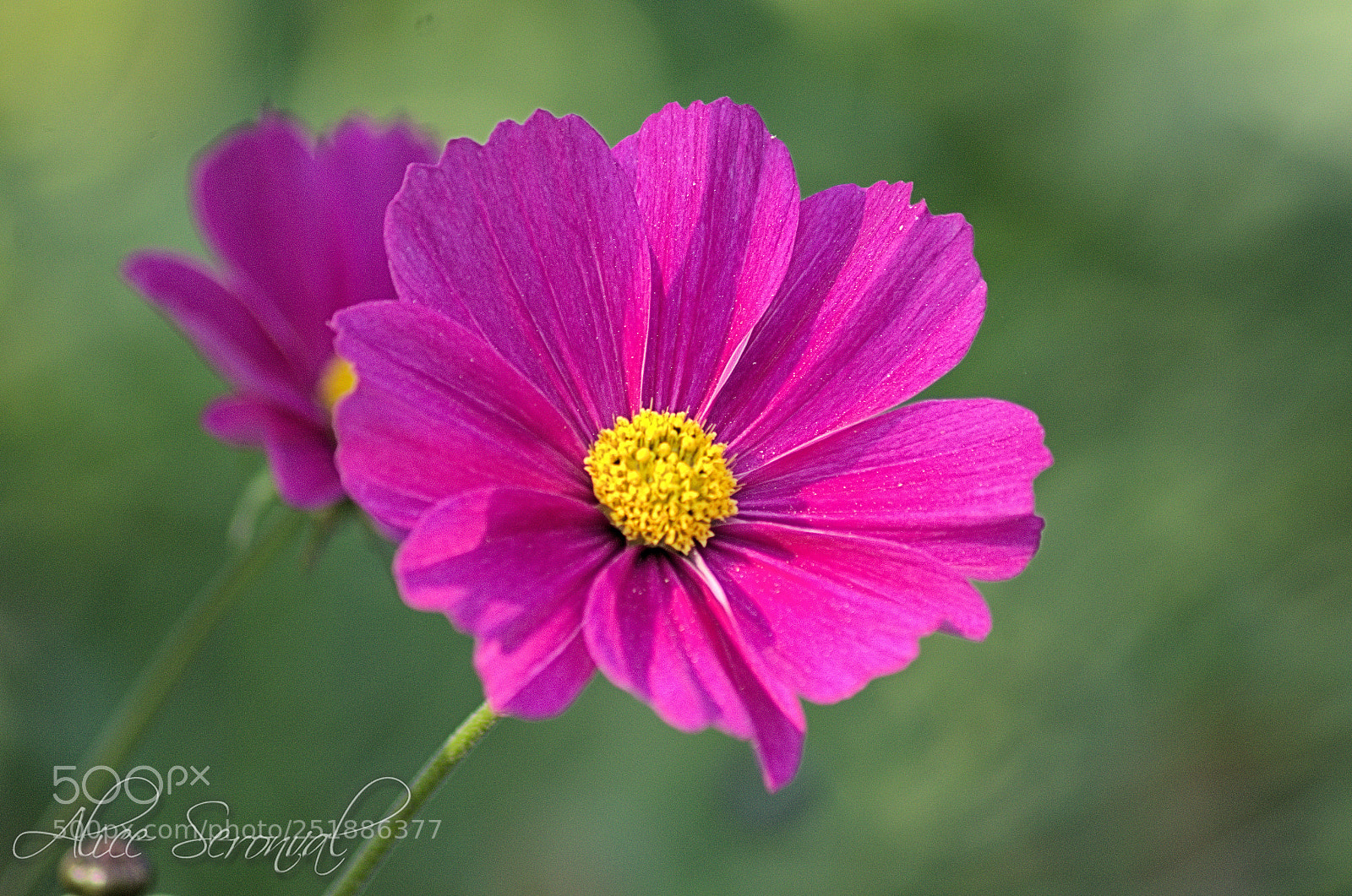 Nikon D7000 sample photo. Spring photography