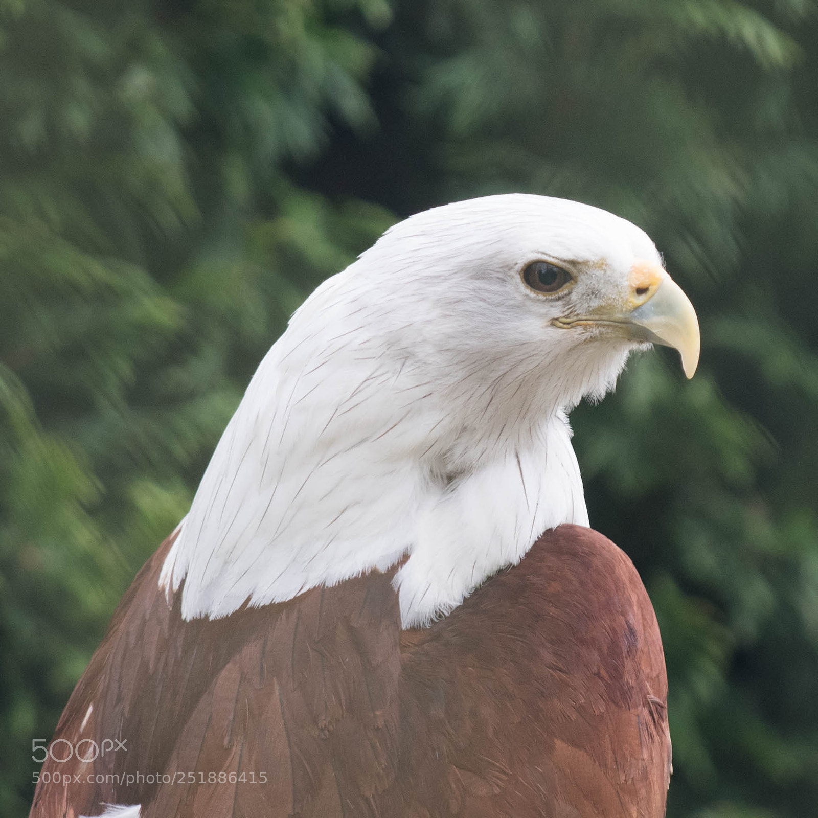 Nikon D850 sample photo. African fish eagle photography