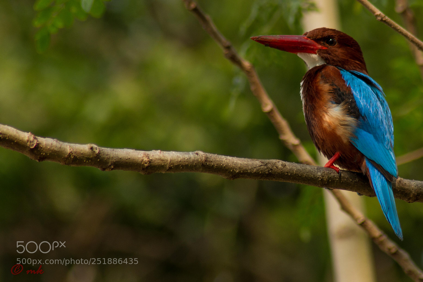 Canon EOS 7D sample photo. Kingfisher photography