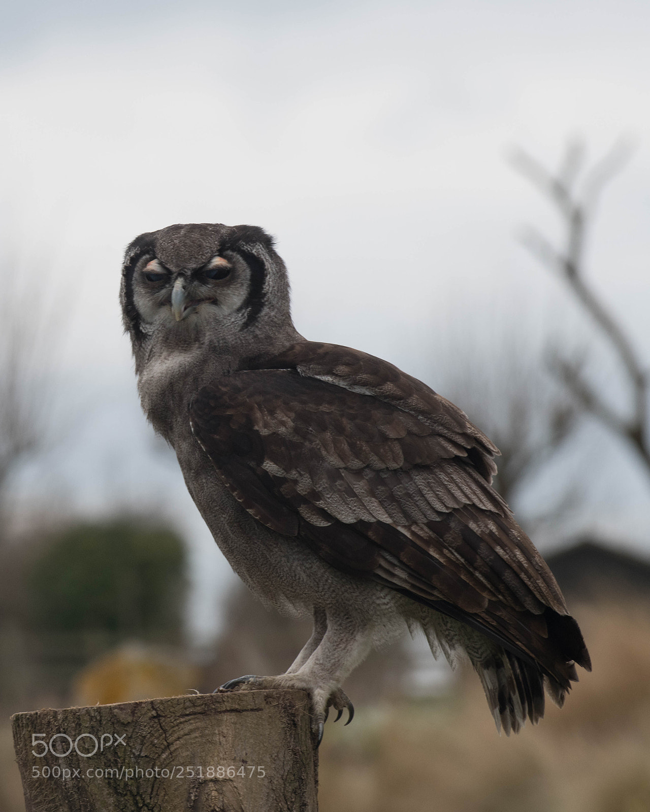 Nikon D850 sample photo. Verreaux's eagle owl photography