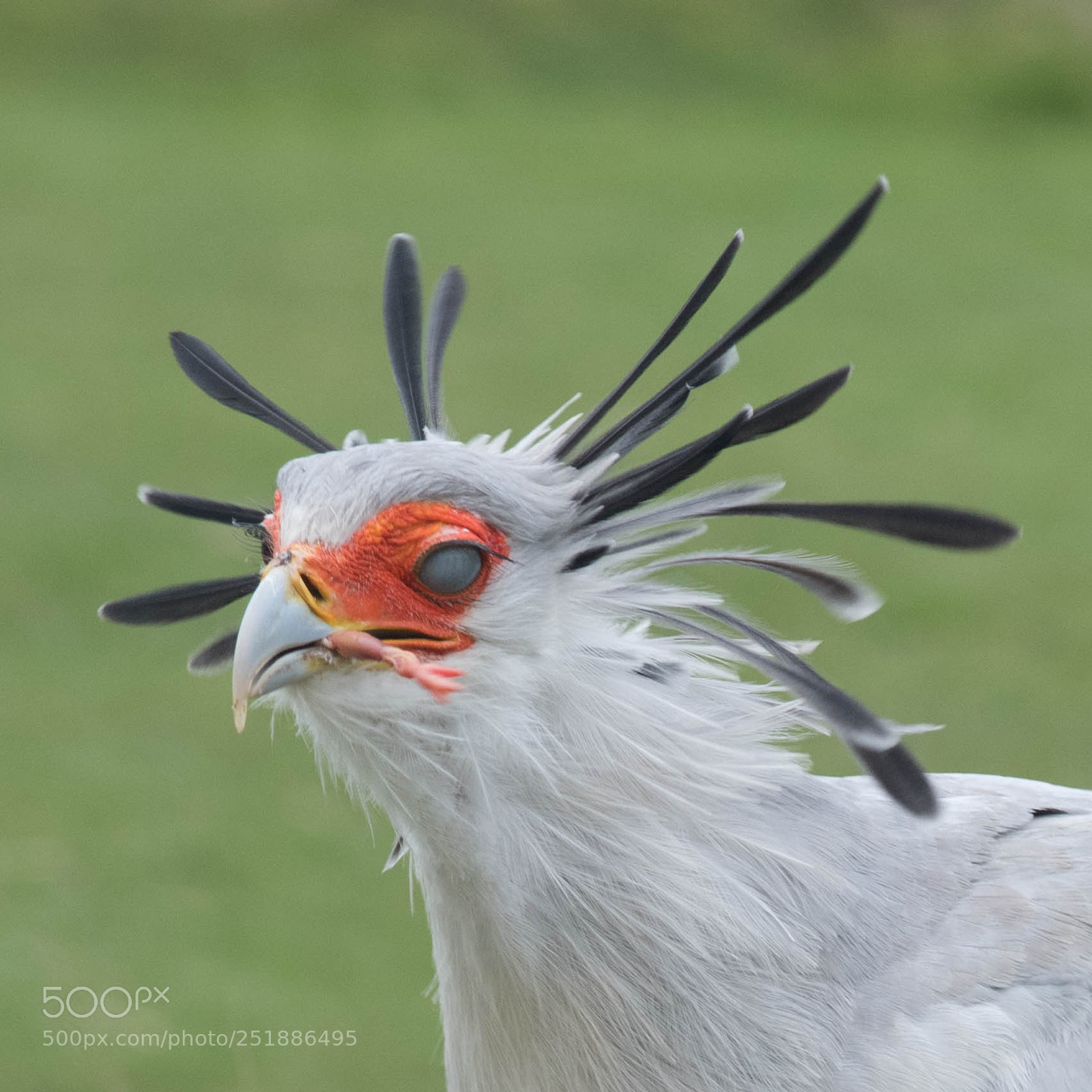 Nikon D850 sample photo. Secretary bird portrait photography