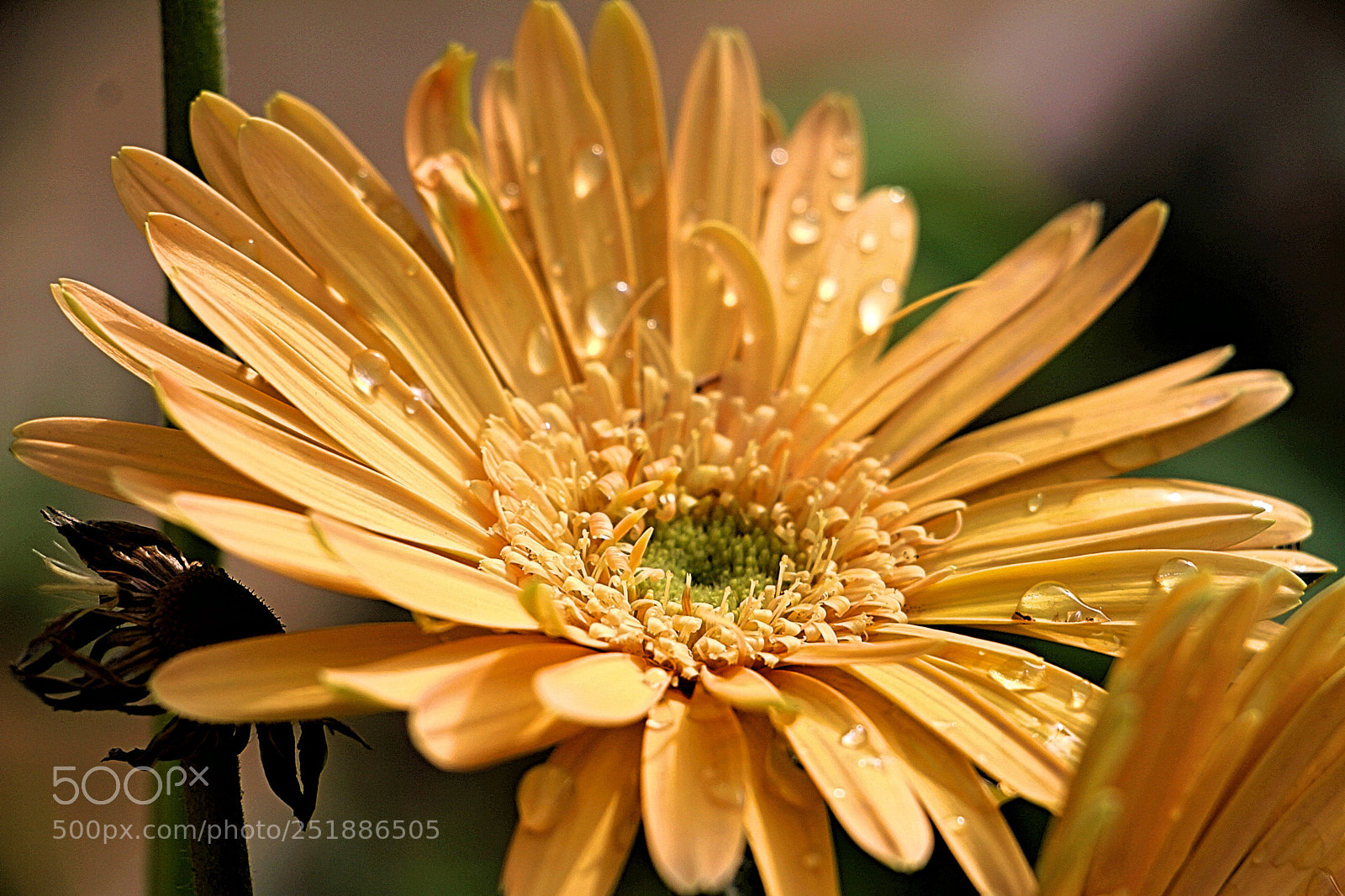 Canon EOS 7D sample photo. Drops 3 photography