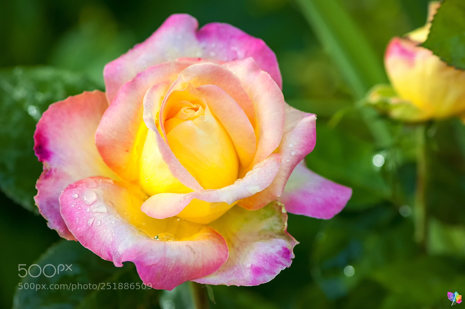 Nikon D300 sample photo. Rose photography