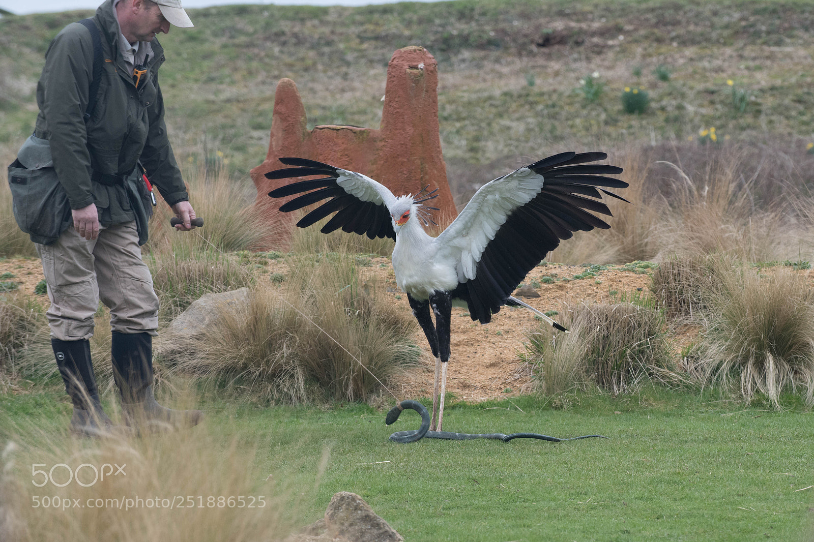 Nikon D850 sample photo. Secretary bird attacking a photography