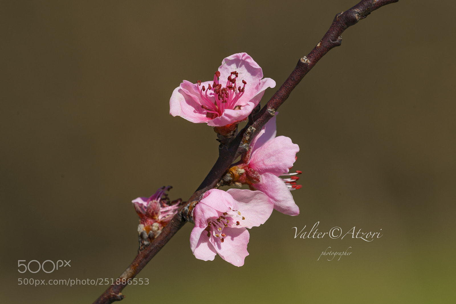 Sony a7R III sample photo. Peach flowers photography