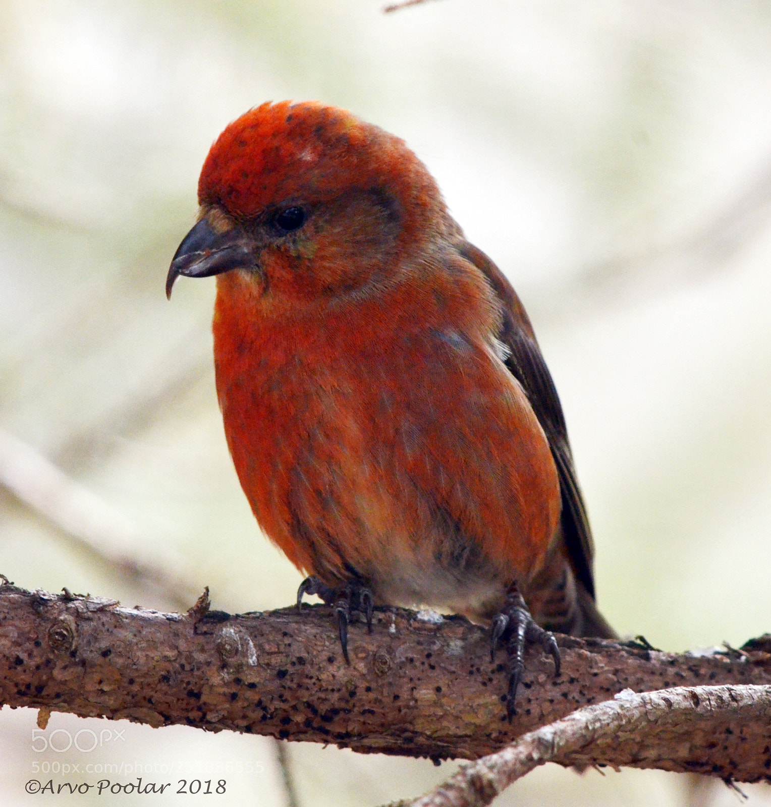 Nikon D7000 sample photo. Crossbill photography