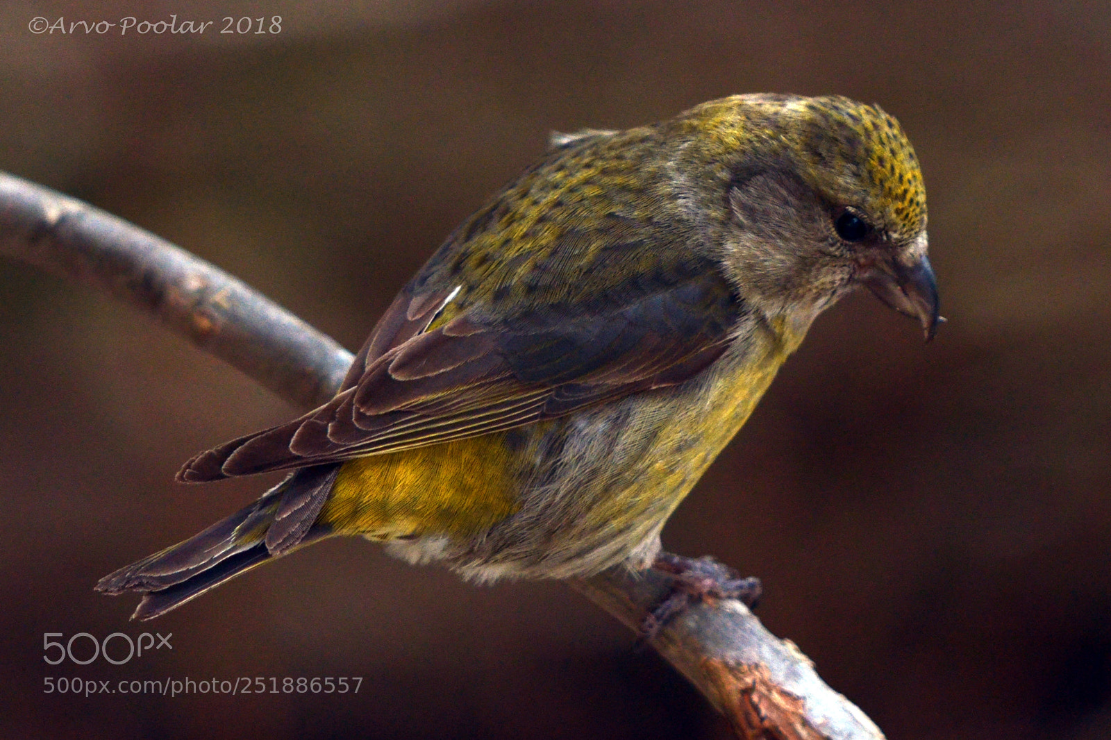 Nikon D7000 sample photo. Crossbill photography