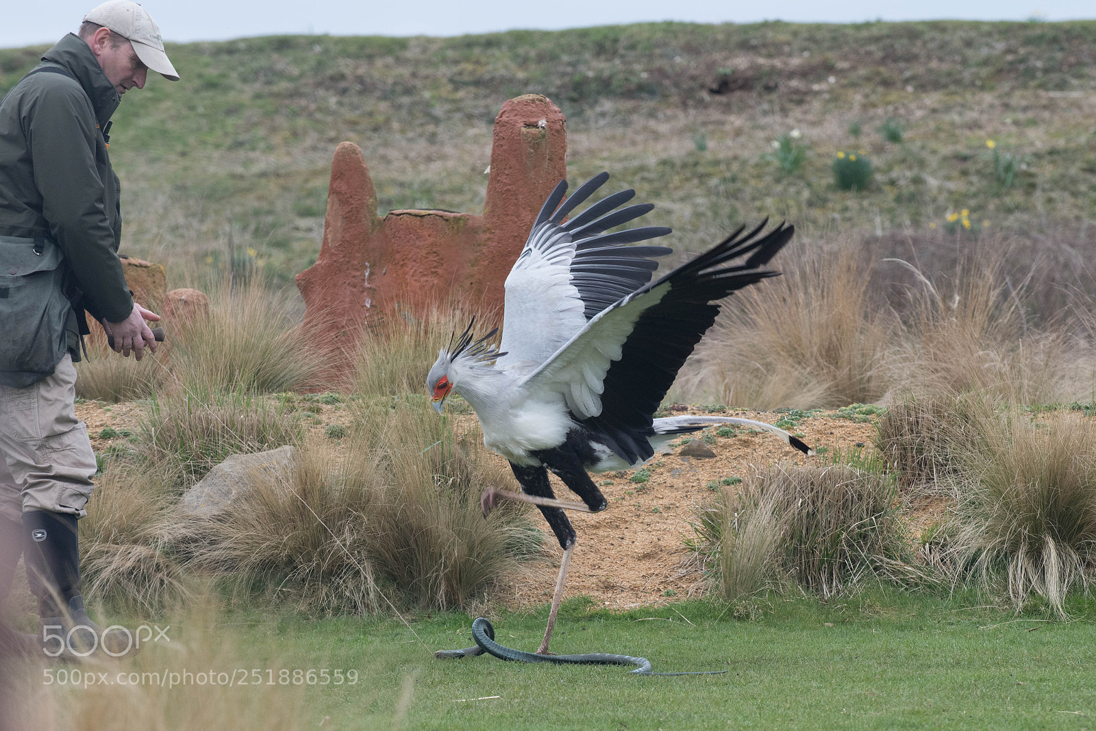 Nikon D850 sample photo. Secretary bird attacking a photography