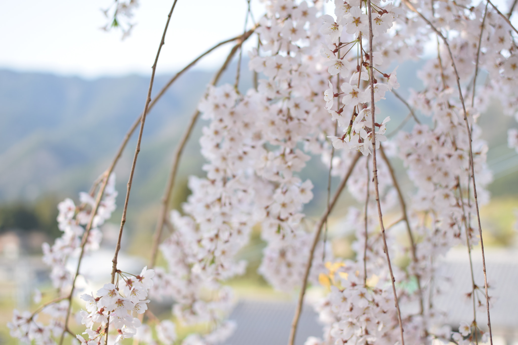 Nikon D5300 + Nikon AF-S DX Nikkor 35mm F1.8G sample photo