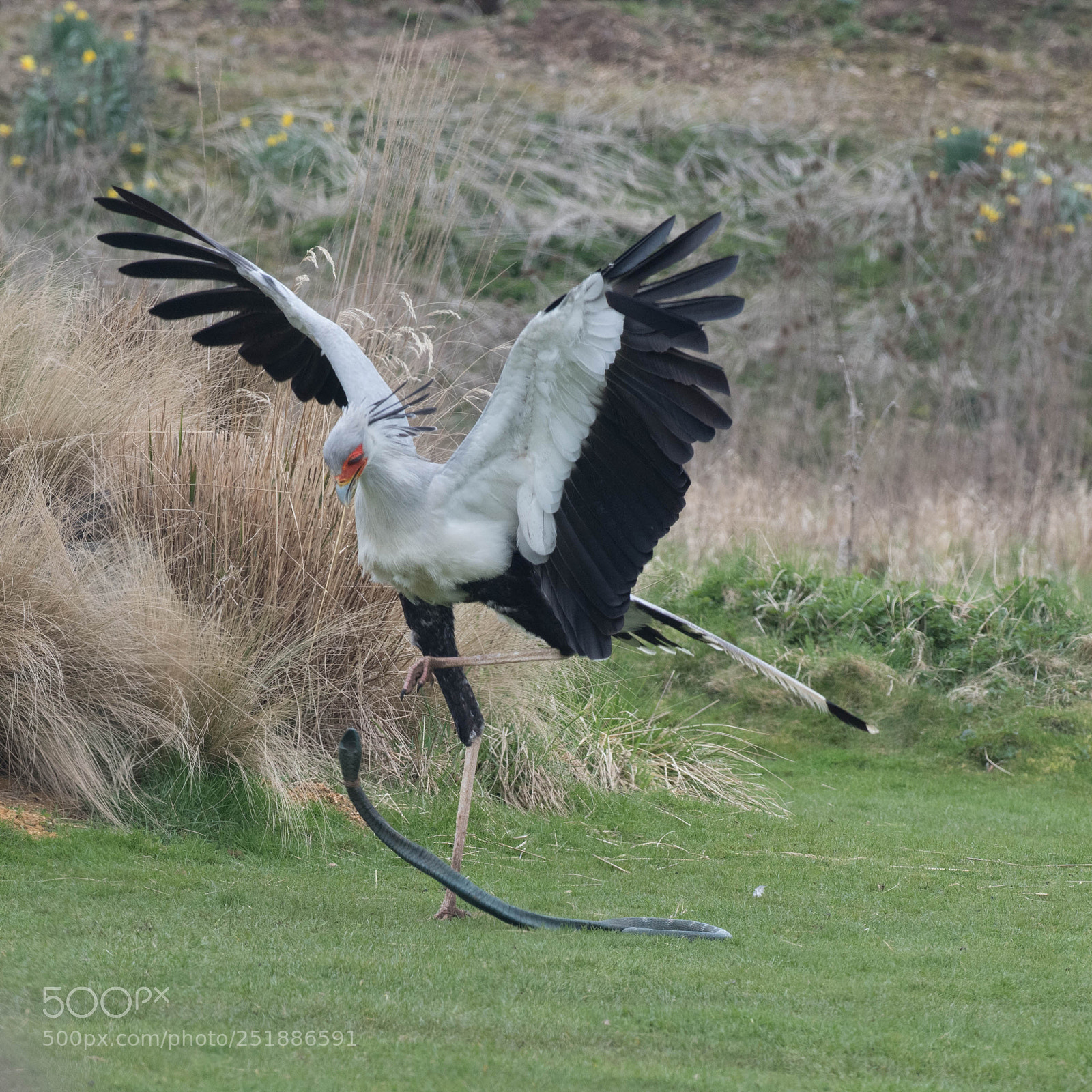 Nikon D850 sample photo. Secretary bird attacking a photography