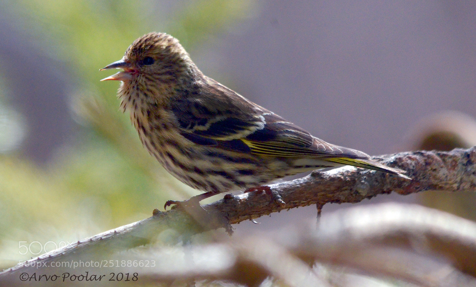 Nikon D7000 sample photo. Pine siskin photography