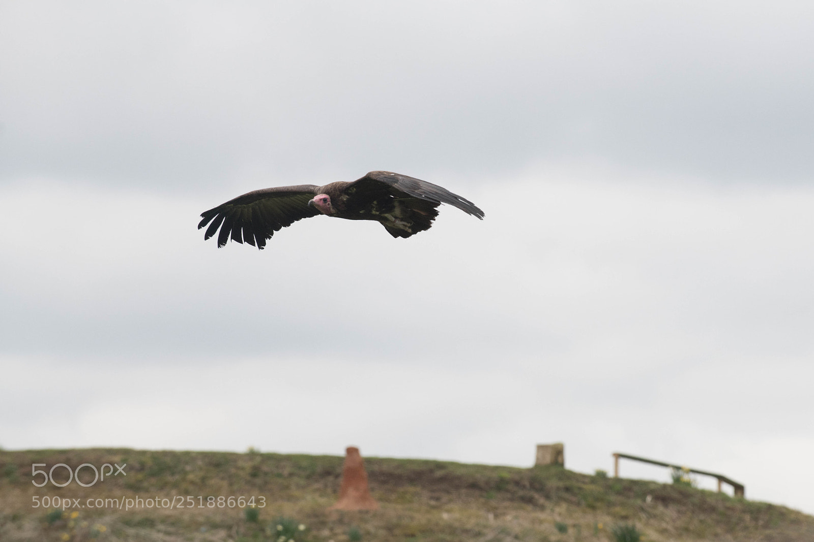 Nikon D850 sample photo. Vulture in flight photography