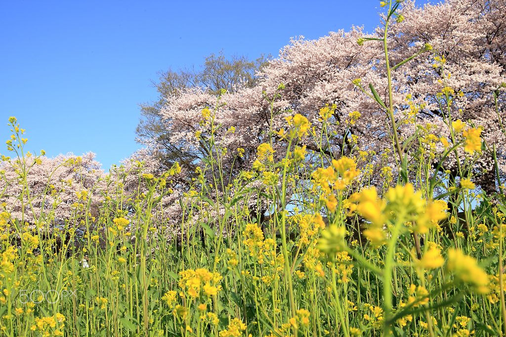 Canon EOS-1D Mark III + Tamron AF 28-75mm F2.8 XR Di LD Aspherical (IF) sample photo. 背割堤 photography