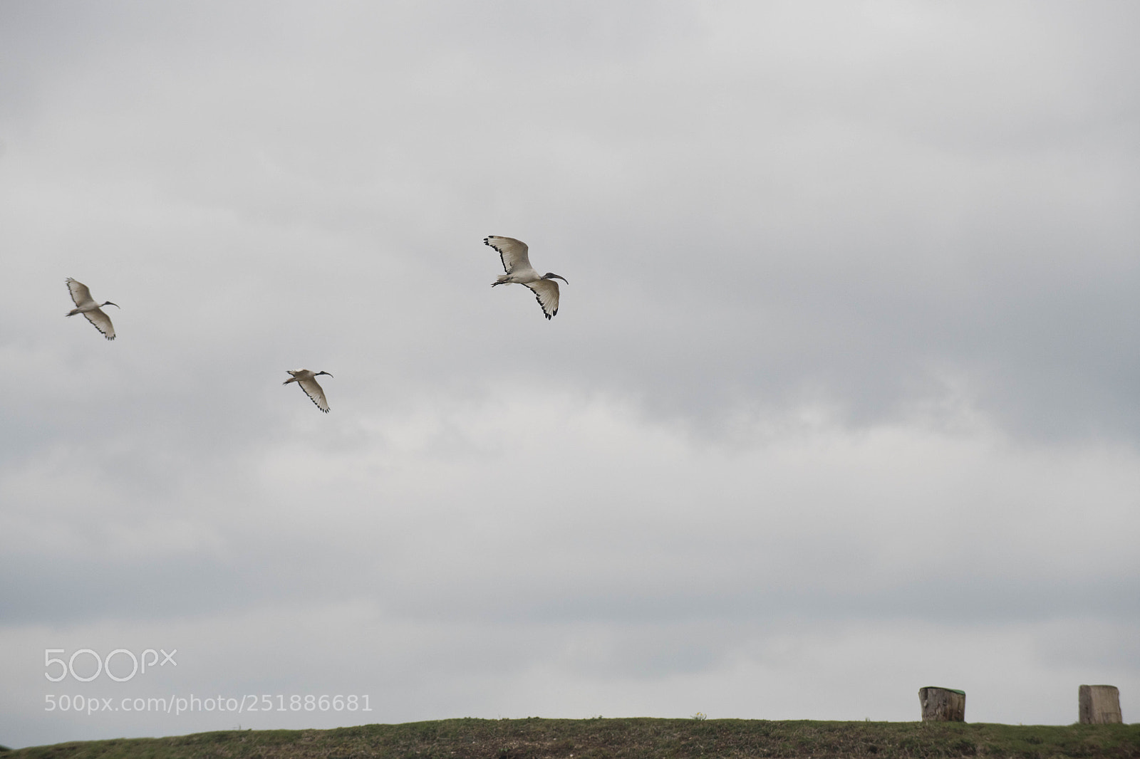 Nikon D850 sample photo. Sacred ibises in flight photography