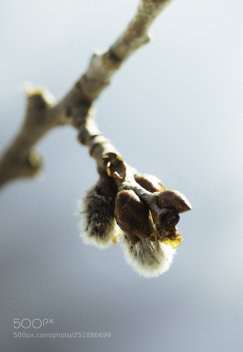 Nikon D600 sample photo. 180402 photography