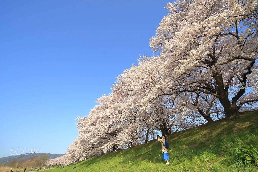 Canon EOS-1D Mark III + Sigma 12-24mm F4.5-5.6 EX DG Aspherical HSM sample photo. 背割堤 photography