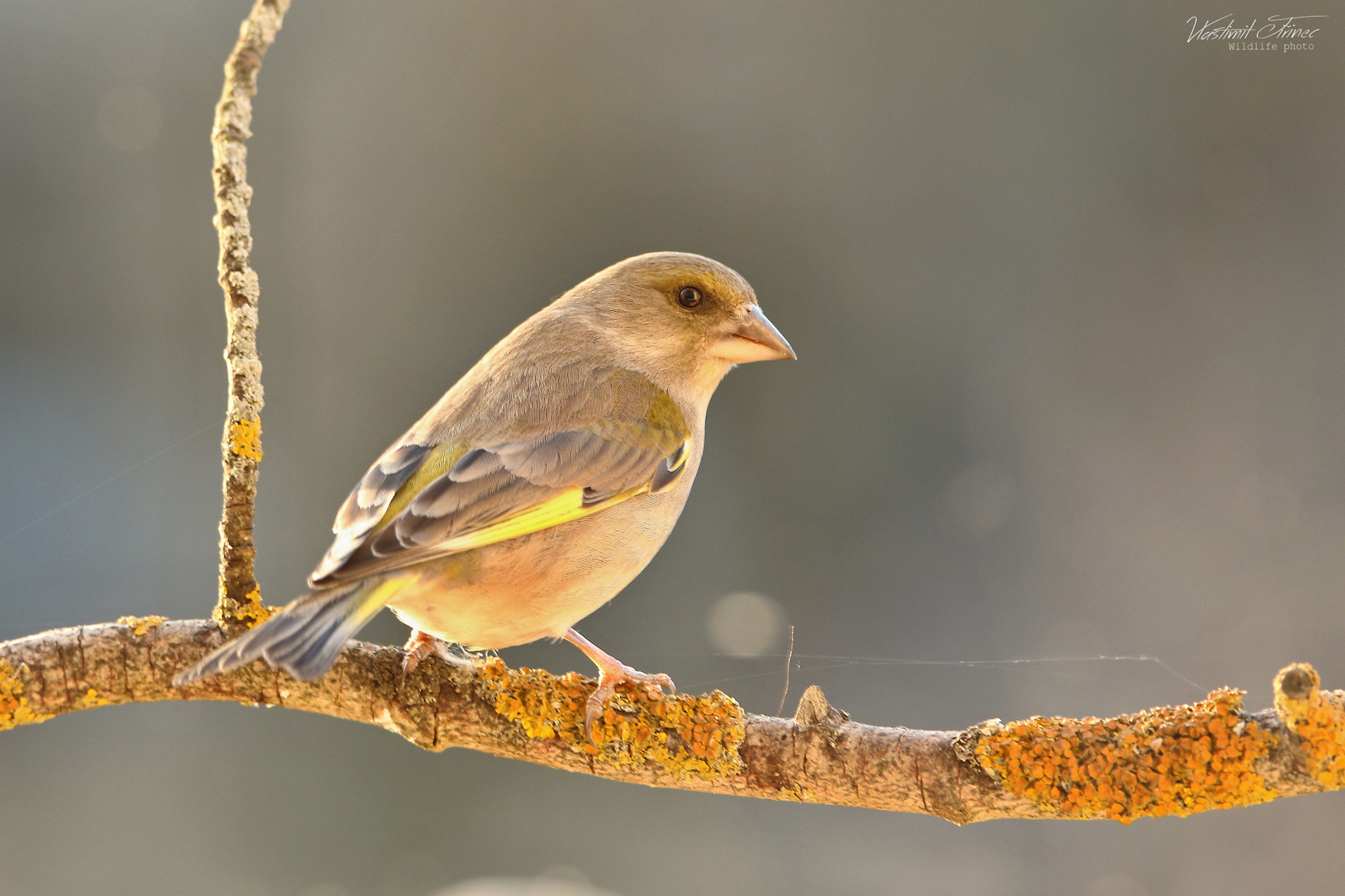 Tamron SP 150-600mm F5-6.3 Di VC USD sample photo. Carduelis chloris photography