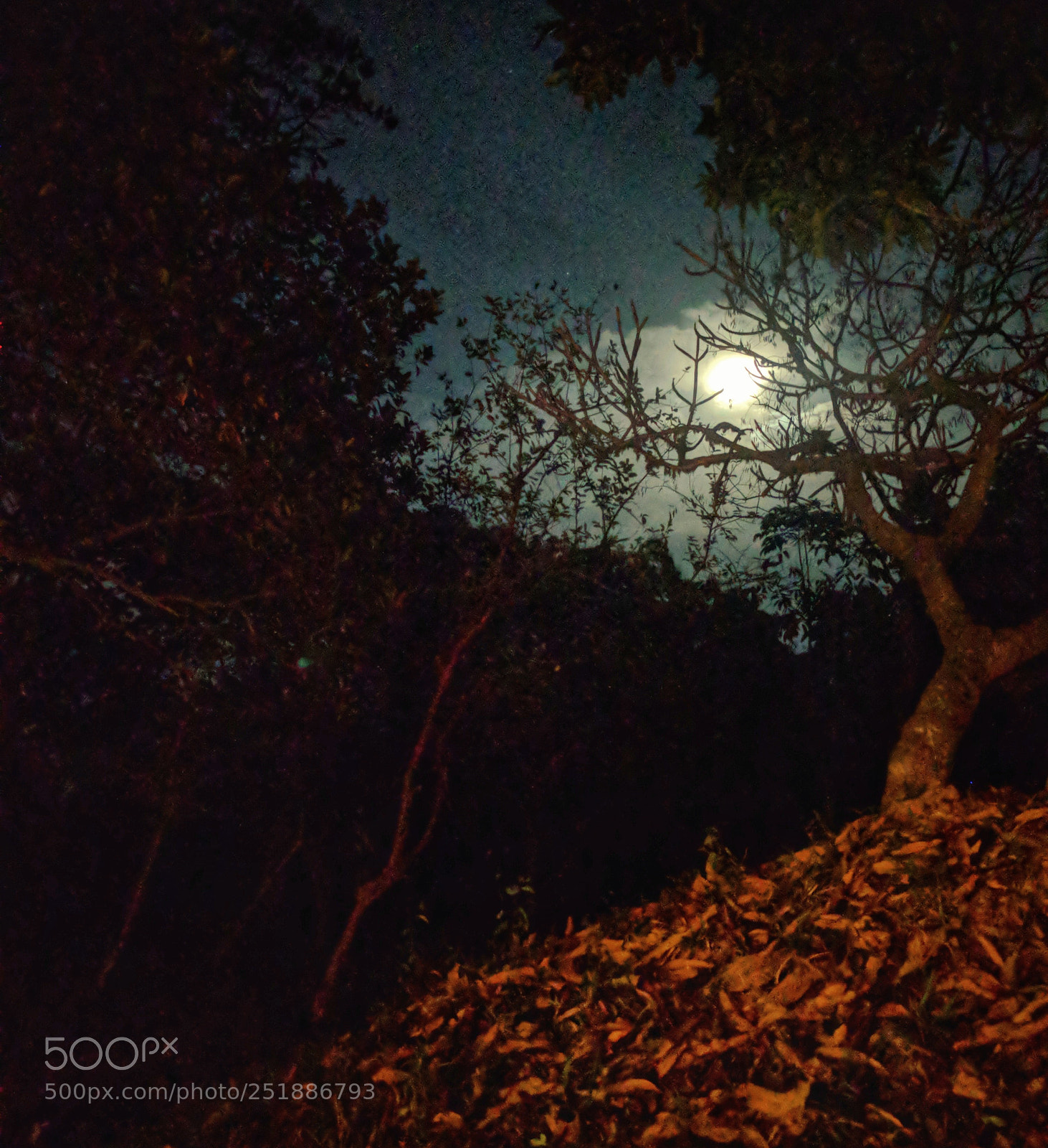 Google Nexus 6P sample photo. The rain soaked moon photography