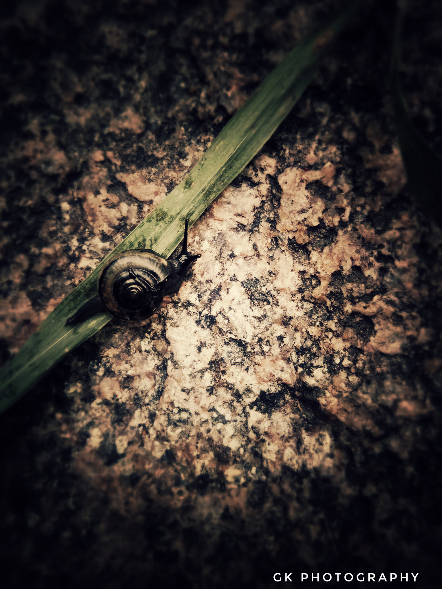 vivo 1601 sample photo. Snail photography
