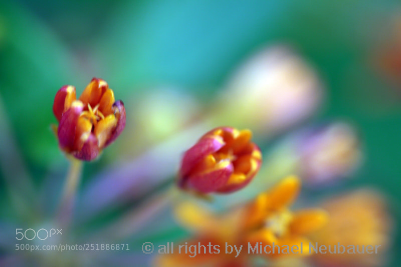 Canon EOS 50D sample photo. Bearbeitet photography