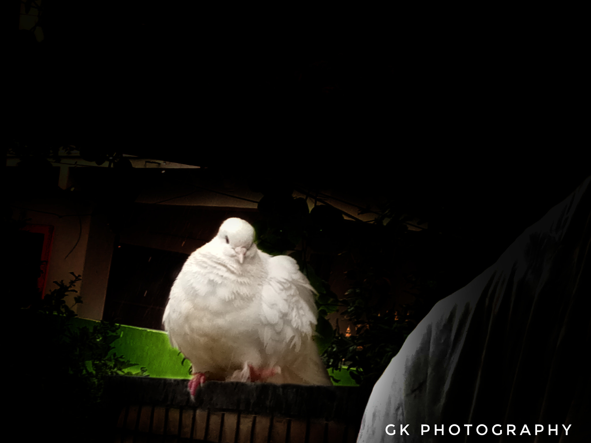 vivo 1601 sample photo. Pegion photography