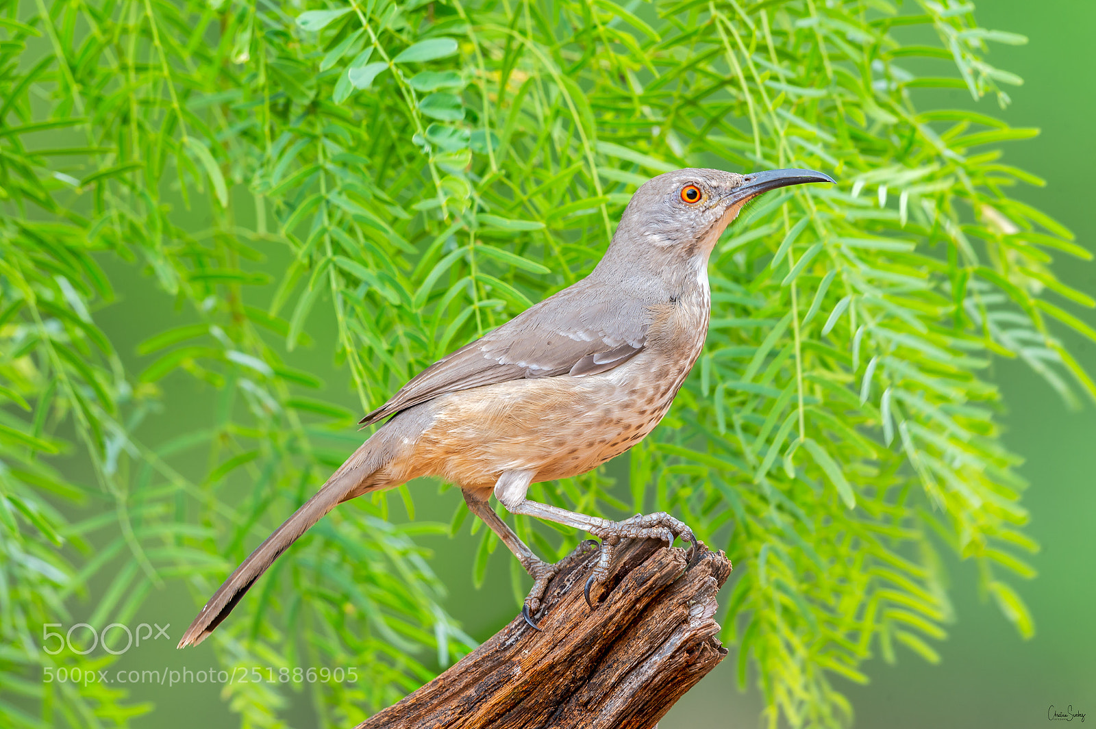 Nikon D4 sample photo. Curve-billed thrasher photography