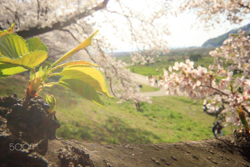 Sigma 12-24mm F4.5-5.6 EX DG Aspherical HSM sample photo. 背割堤 photography