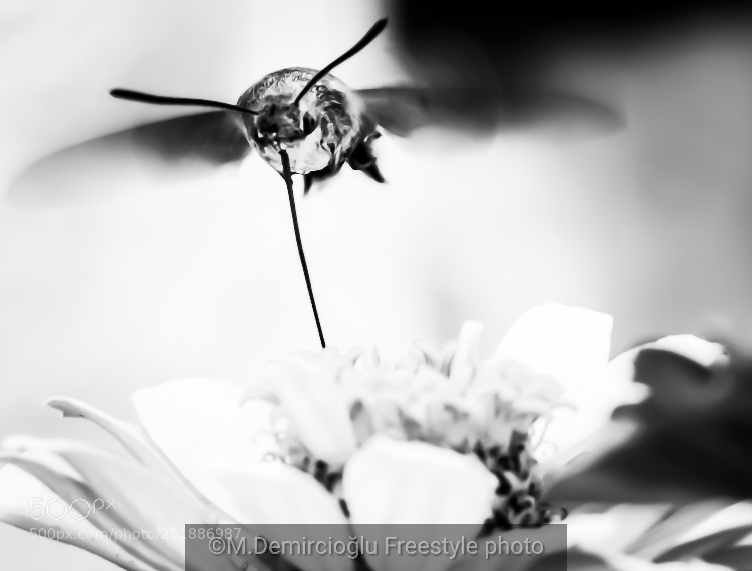 Nikon D7100 sample photo. Untitled photography