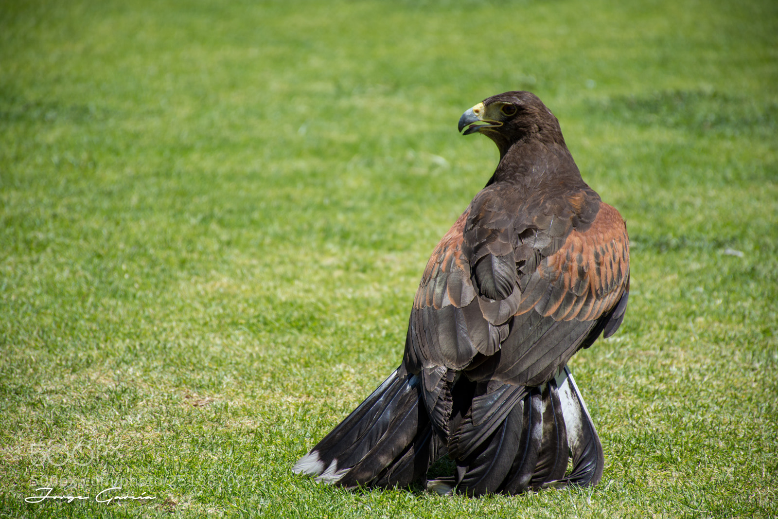 Nikon D7200 sample photo. Eagle  photography