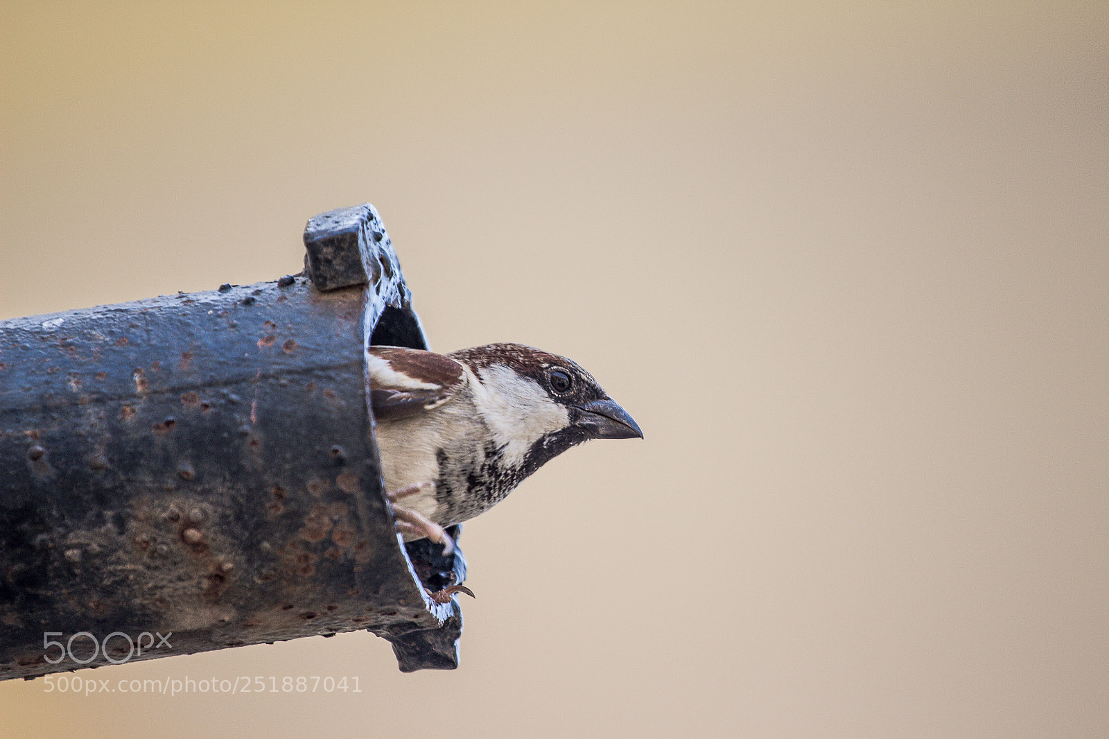 Canon EOS 700D (EOS Rebel T5i / EOS Kiss X7i) sample photo. Sparrow photography
