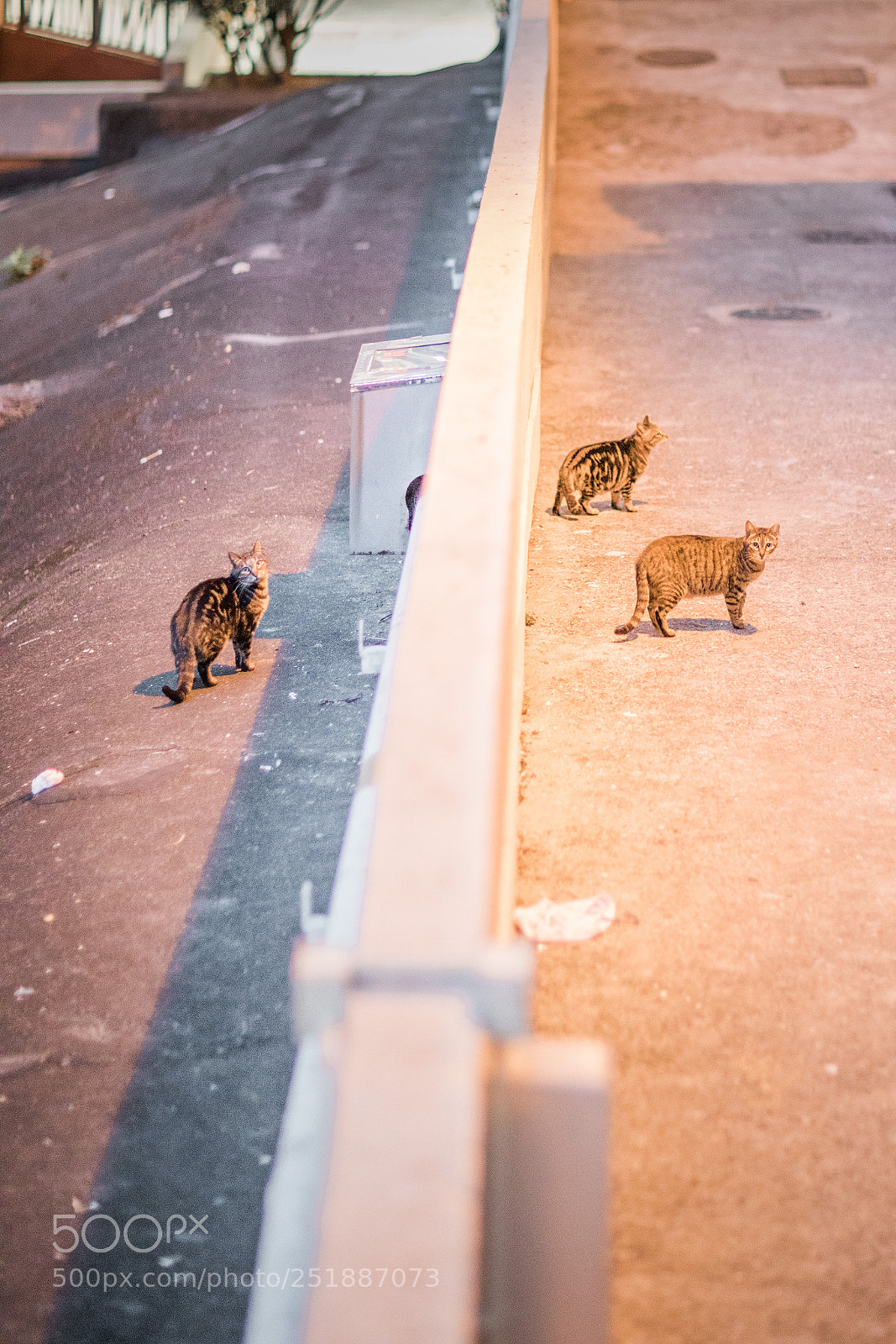 Canon EOS 5D Mark IV sample photo. Night cat 夜貓 photography
