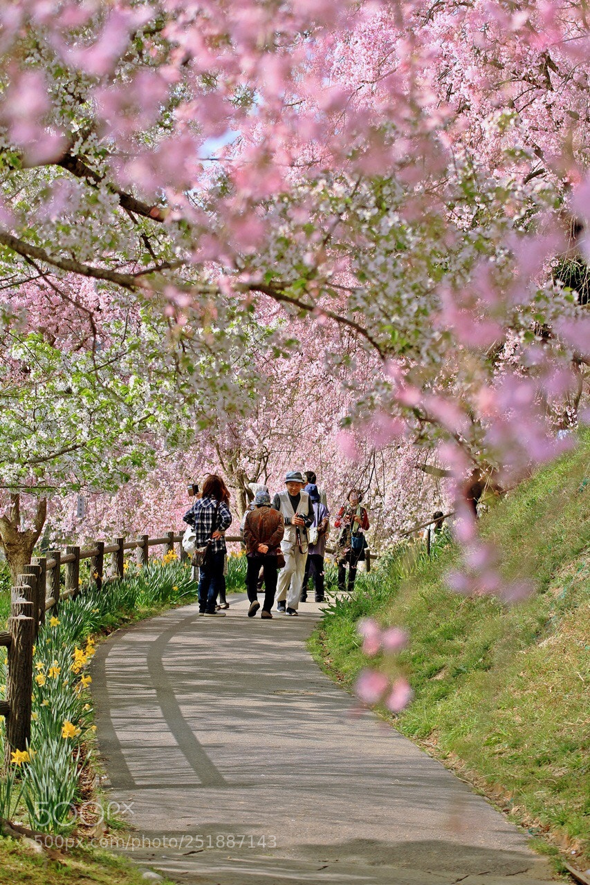 Canon EOS 7D sample photo. Spring colors  photography