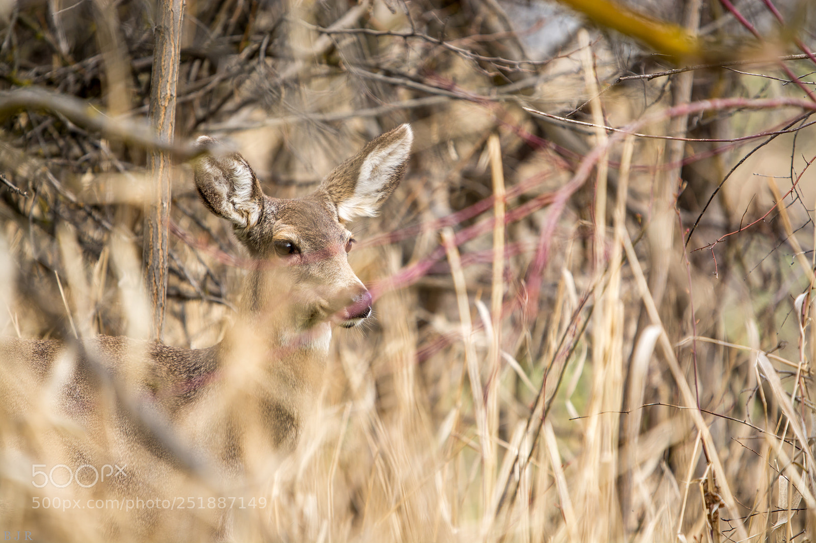 Nikon D7100 sample photo. Deer photography