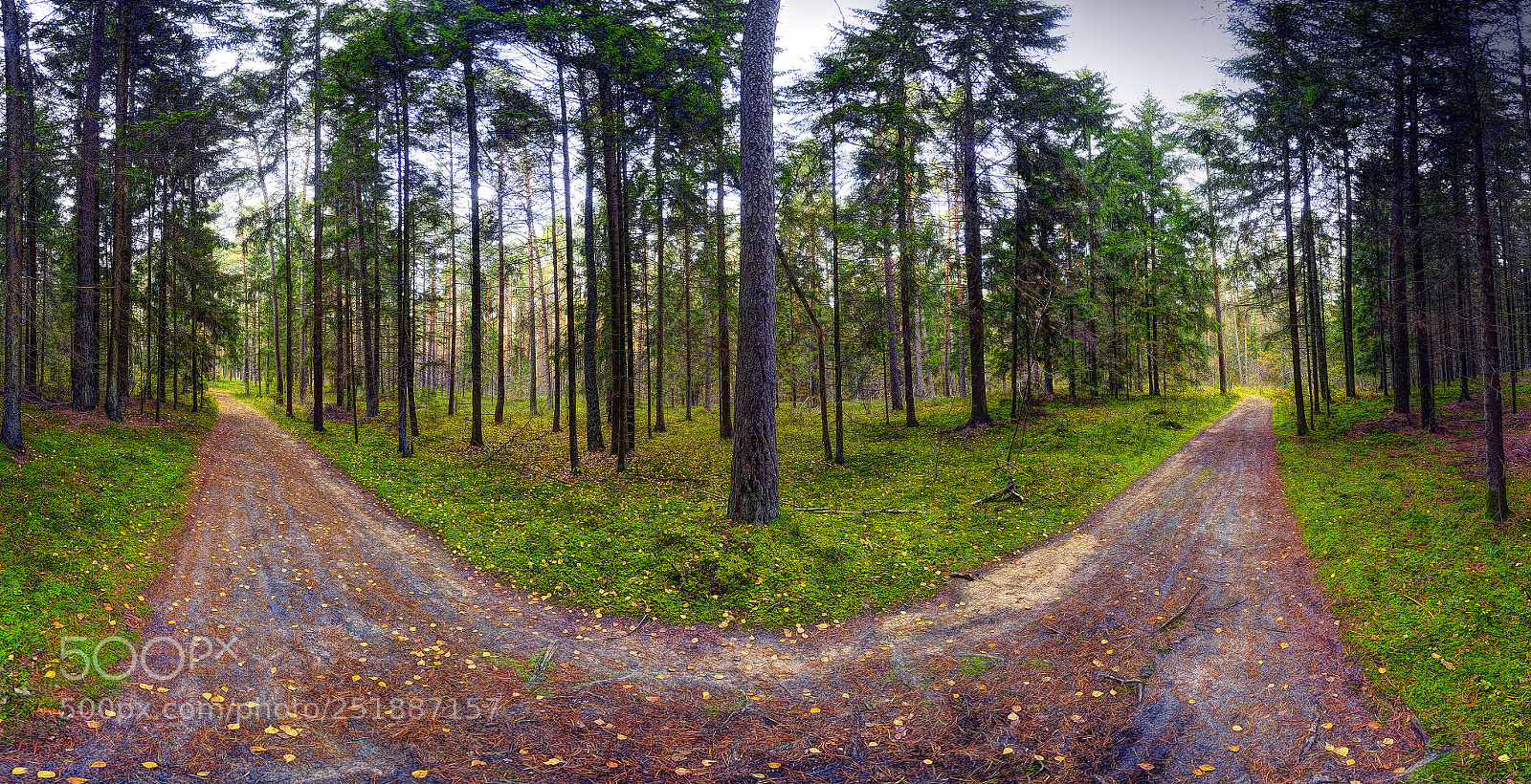 Nikon D300 sample photo. Autumn forest 23 photography