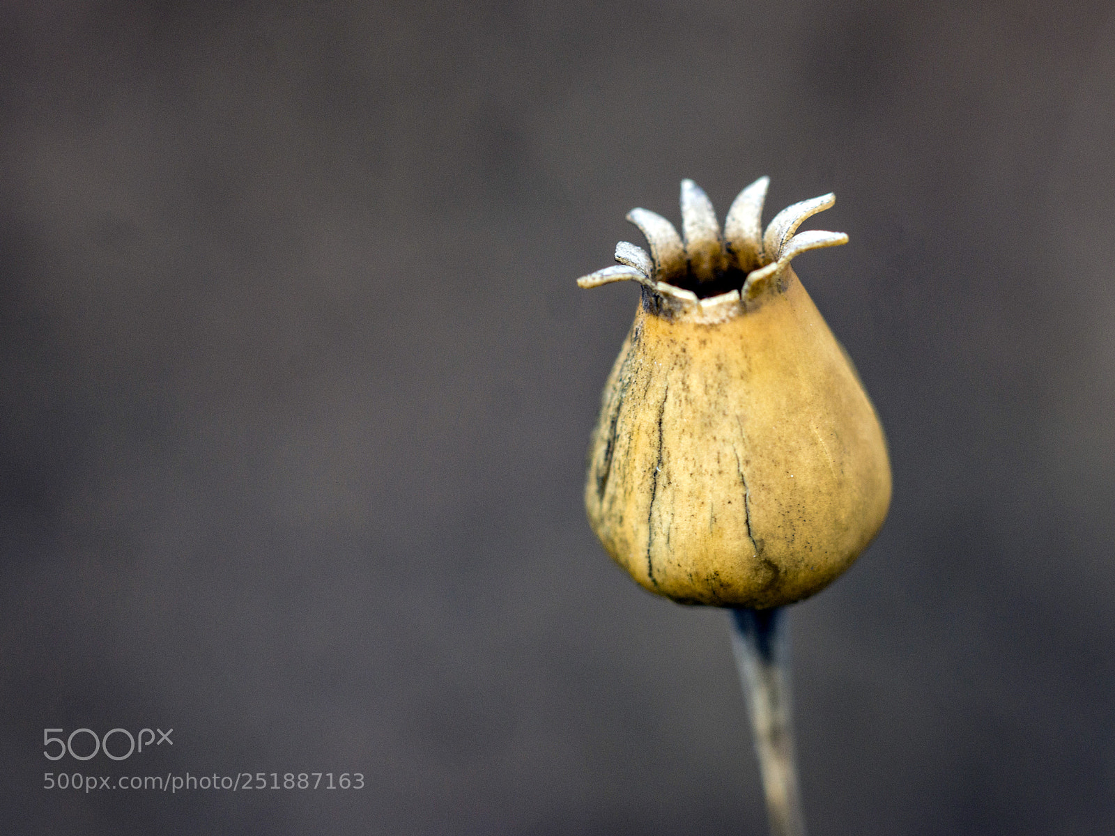 Sony SLT-A65 (SLT-A65V) sample photo. Silene vulgaris dried seed photography