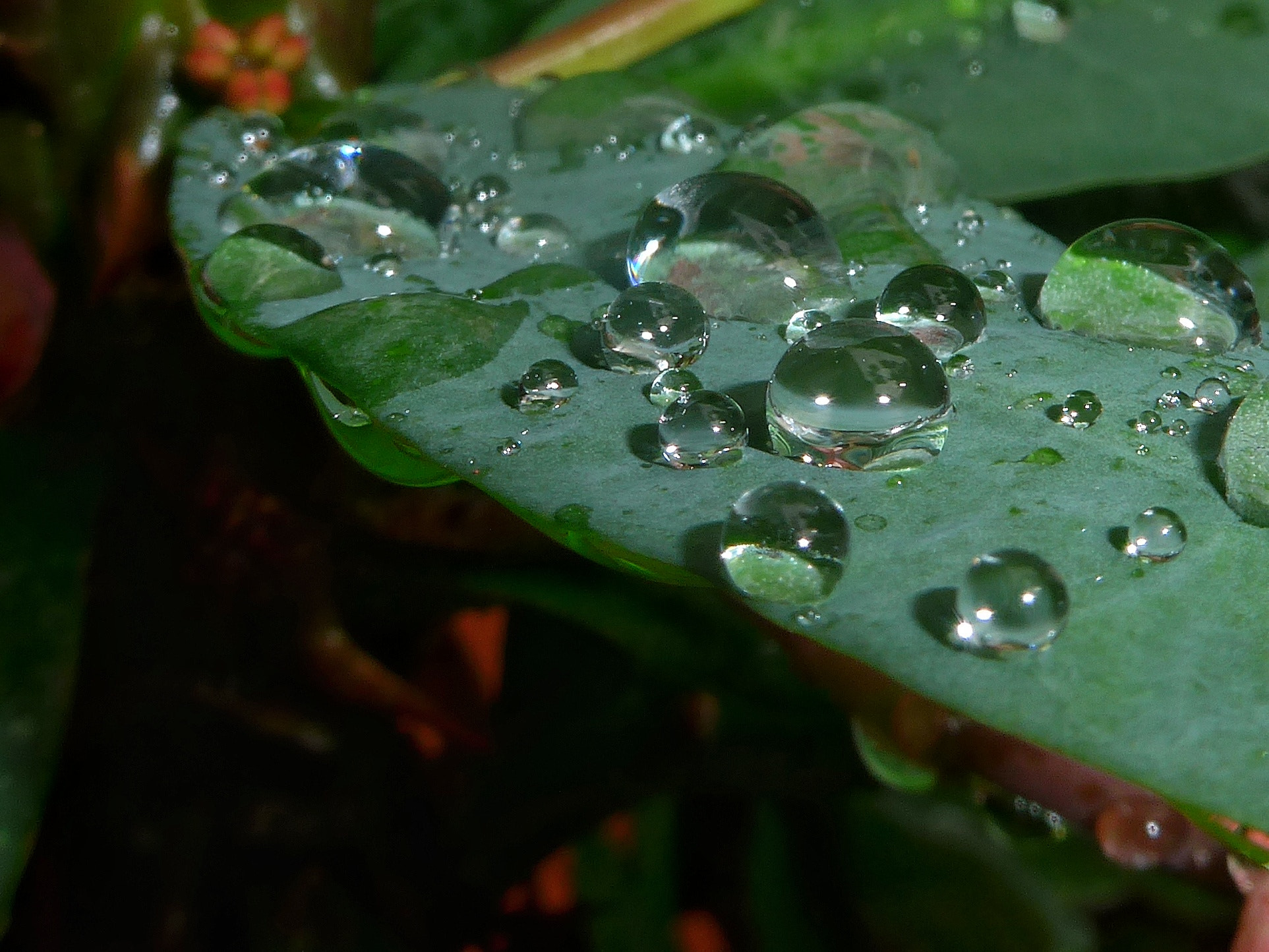 Panasonic Lumix DMC-LF1 sample photo. Rainy day photography