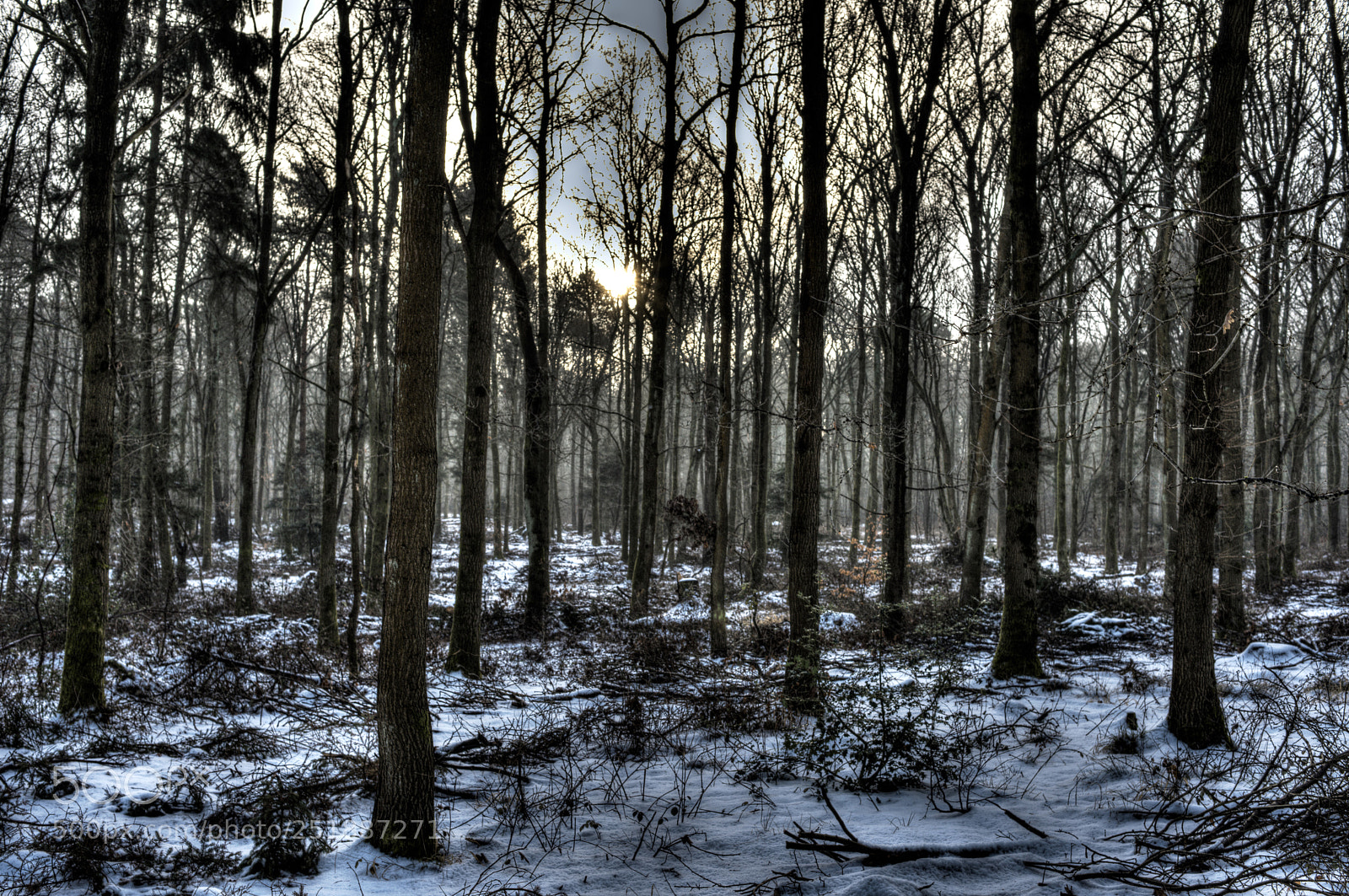 Nikon D810 sample photo. Winter woods photography