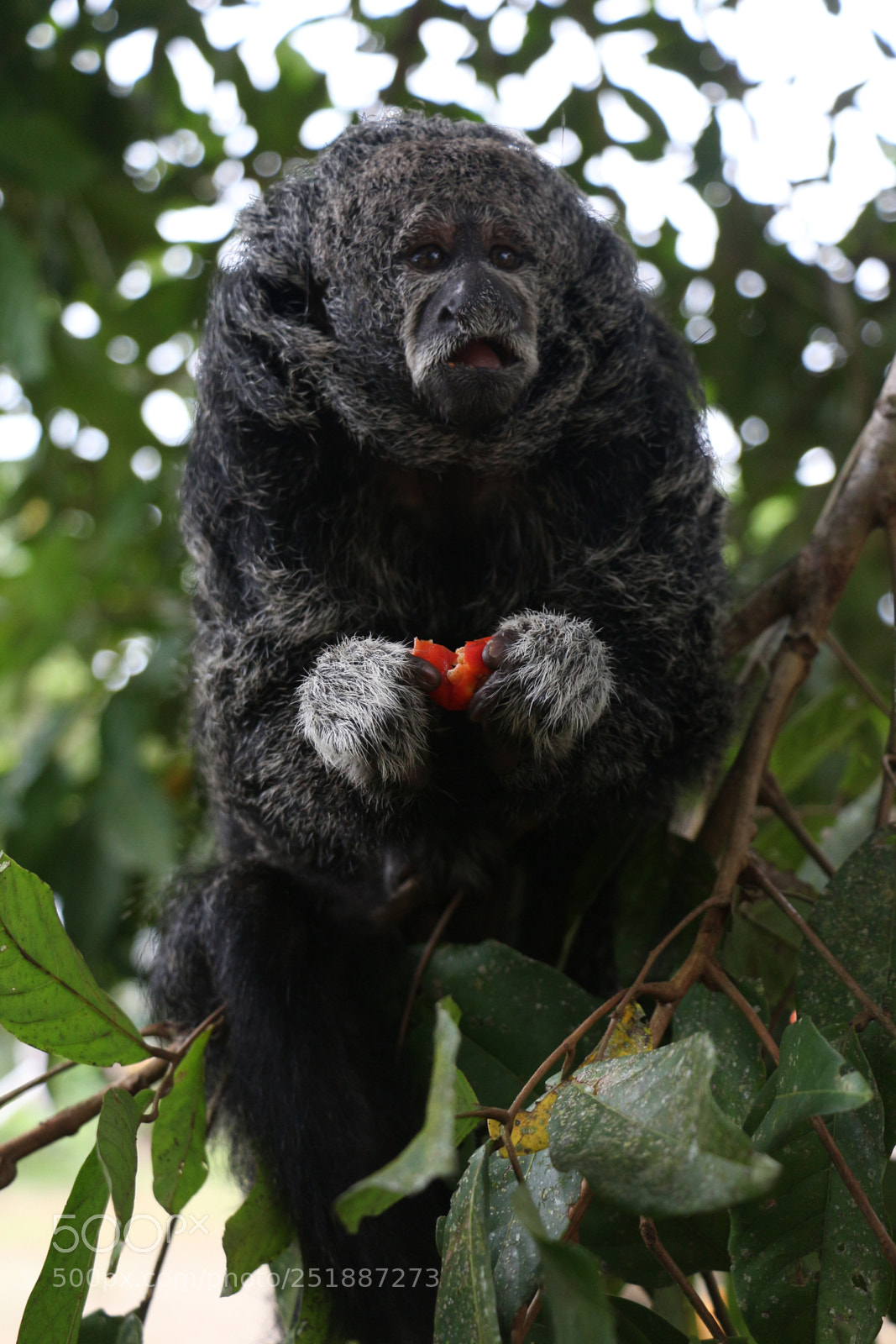 Canon EOS 700D (EOS Rebel T5i / EOS Kiss X7i) sample photo. Amazon wildlife photography