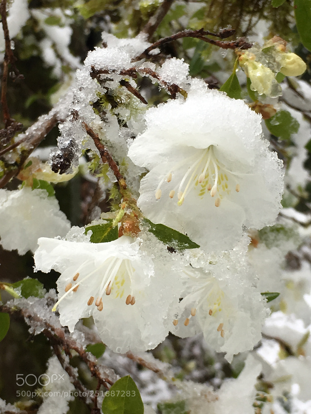 Apple iPhone 6s Plus sample photo. Spring snow on bloom photography