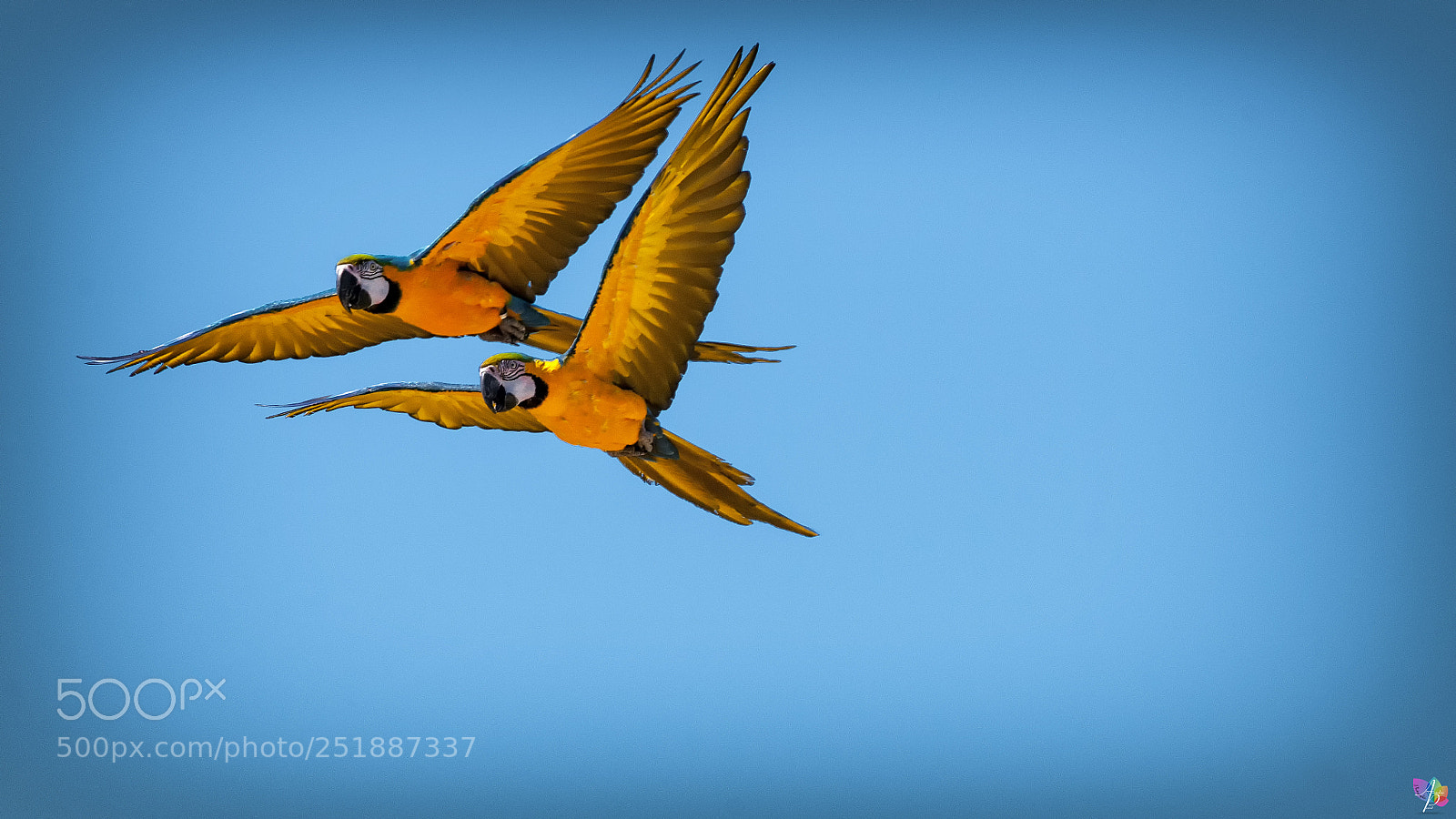 Nikon D300 sample photo. Parrots photography