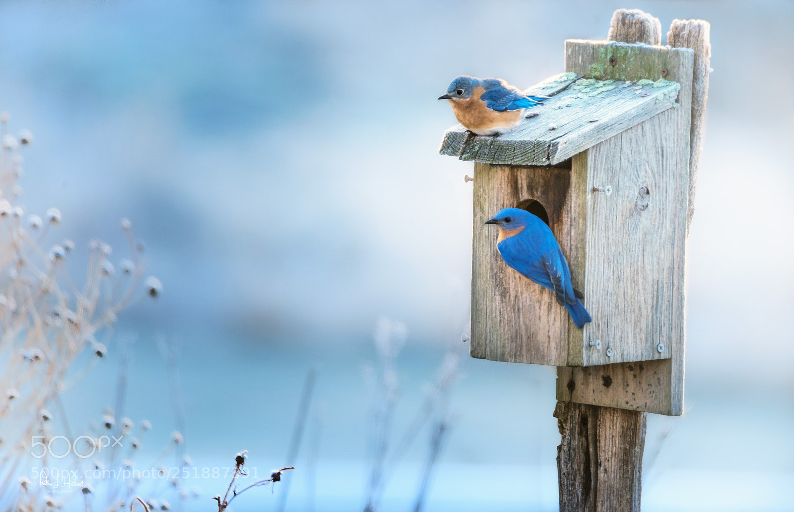 Nikon D810 sample photo. Bluebird pair photography