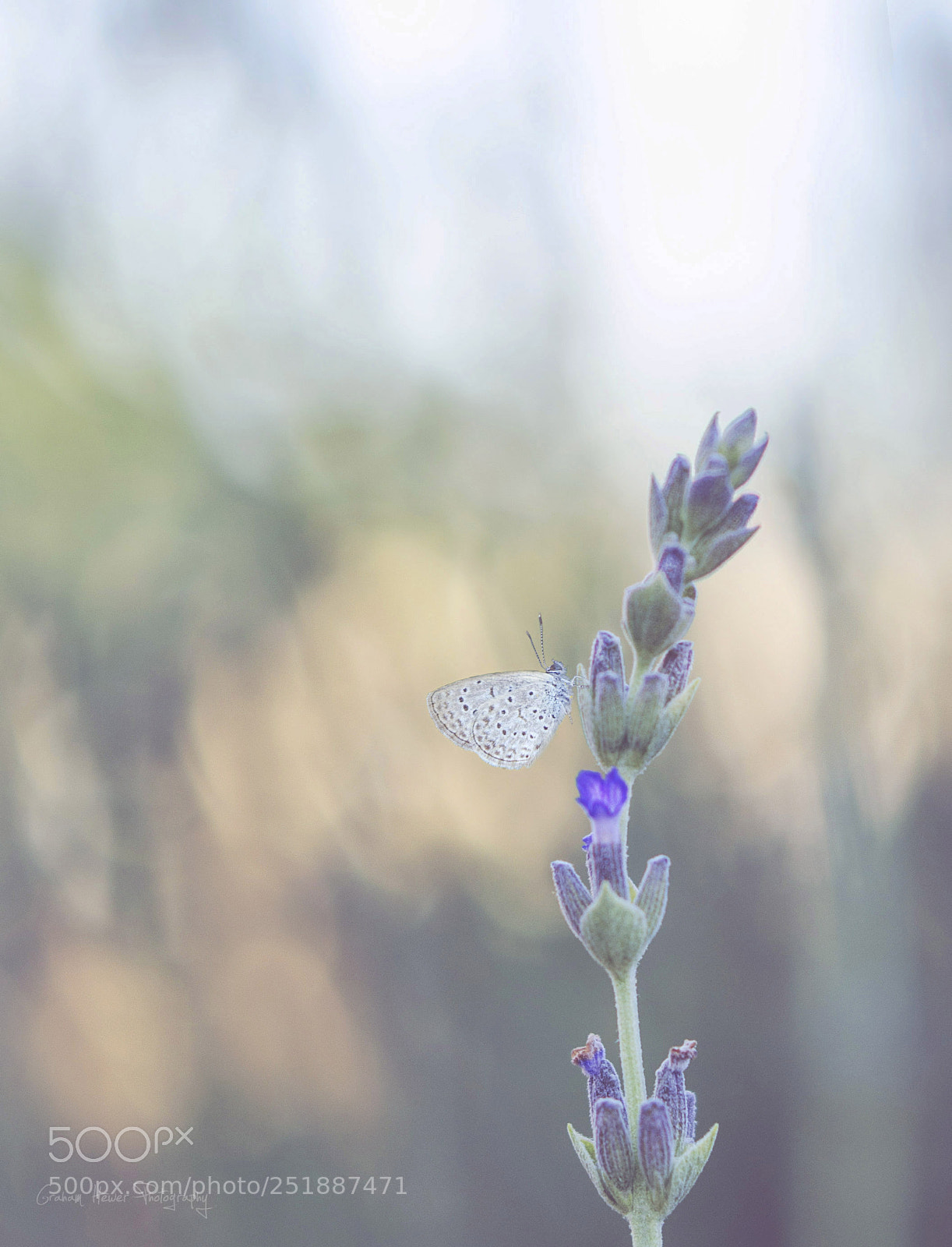 Nikon D7000 sample photo. Highlight of the day photography