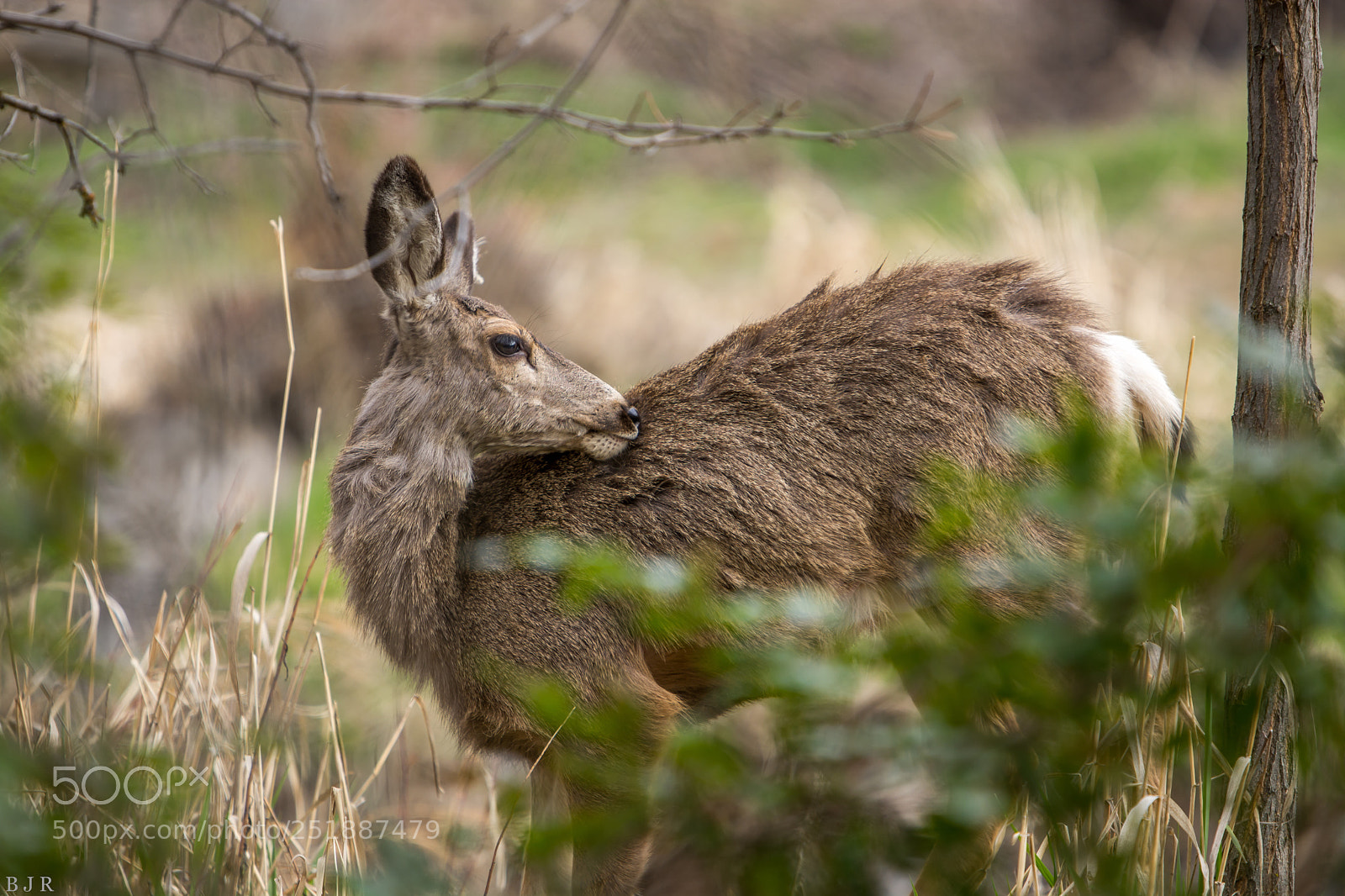 Nikon D7100 sample photo. Deer photography