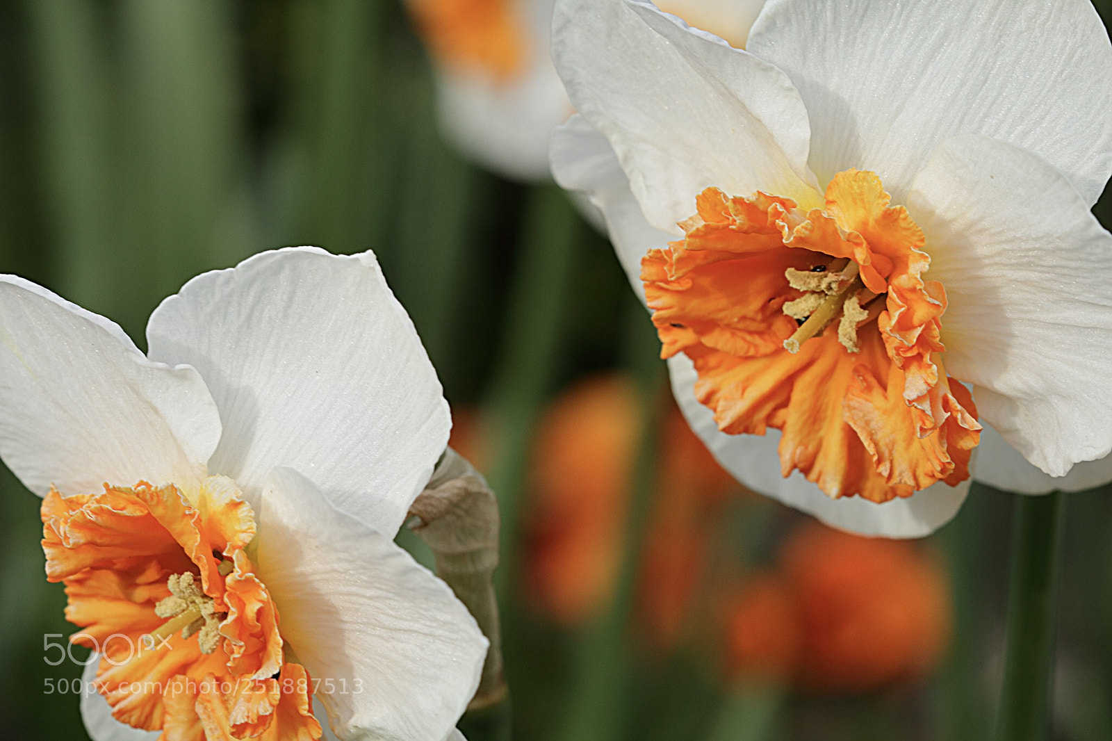 Canon EOS 750D (EOS Rebel T6i / EOS Kiss X8i) sample photo. Bilore photography